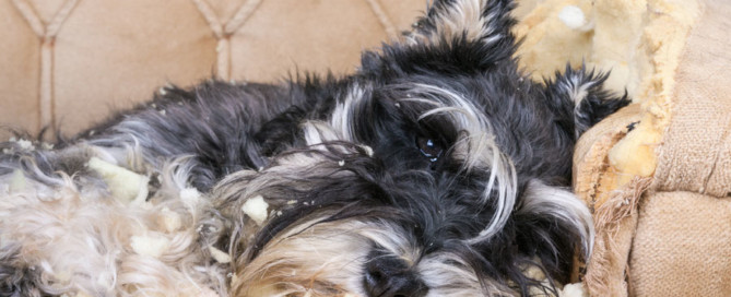 como-proteger-muebles-mascotas