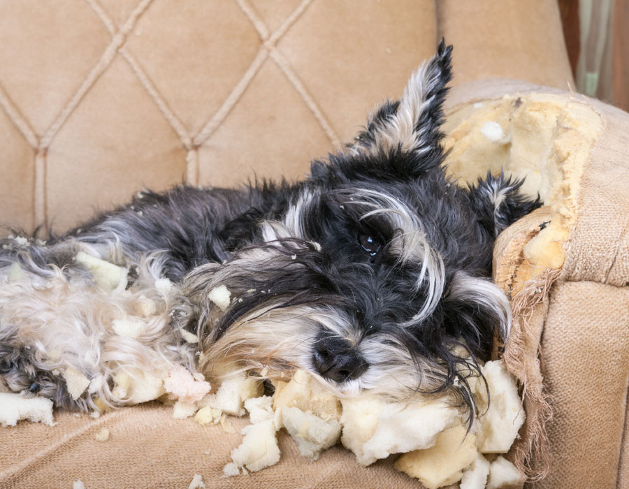 como-proteger-muebles-mascotas